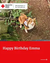 Emma bei Hochversteck Anzeige Suchhund mit Kenndecke von Oben im Wald