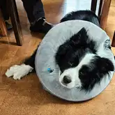 Suchhund Finnley ist krank und trägt einen Kragen