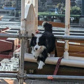 Suchhund Finnley springt nach einem Fund von einem Boot auf den Steg