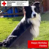 Suchhund und Mantrailer Finnley Border Collie im Profil