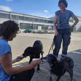 Zwei Suchhunde in der Freizeit 