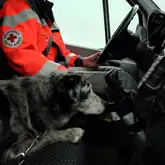 Suchhund Spicy in Rente darf im LKW mit fahren