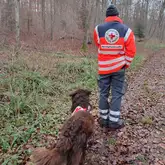 Renter Suchhund Till steht hinter Hundeführer kurz vor dem Training