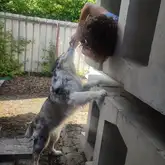 Suchhund Maya in Rente wird im Training für ihre gute Arbeit besetätigt