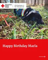 Titelbild Happy Birthday Marla 2026 Rettungshund Marla Man trailerin liegt gemühtlich und erschöpft im Wald