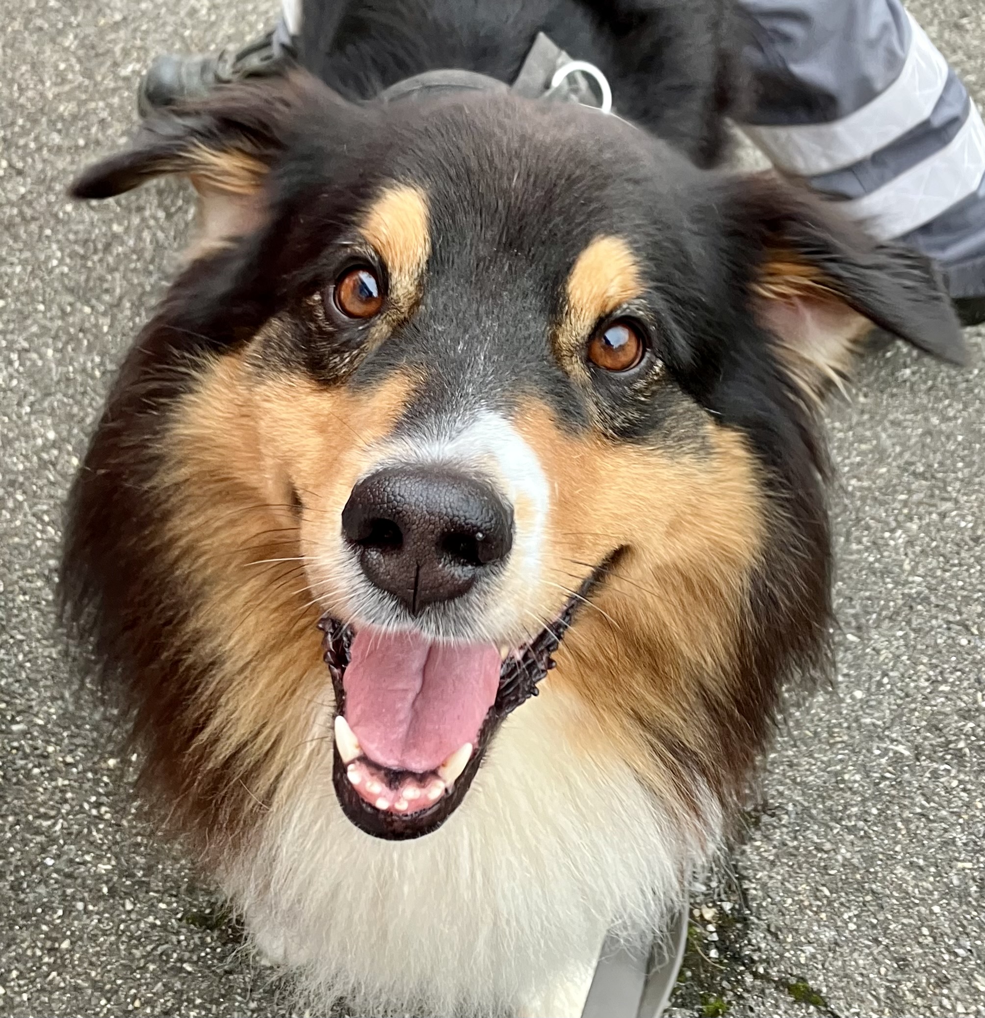 AUf dem Bild sieht man einen lachenden Australian Shepherd der zum Rettungshund ausgebildet wird