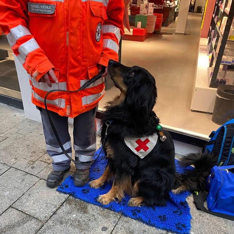 Rettungshund Ayuna bei einer Spendensammlung