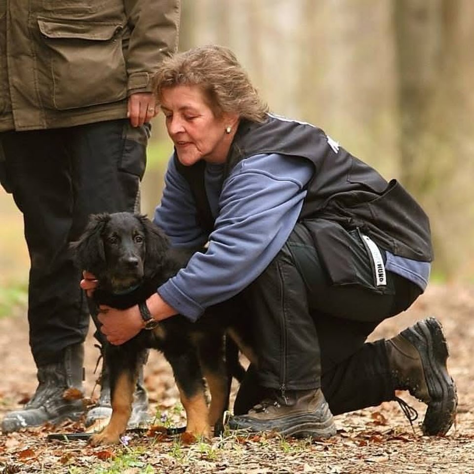 Hovawarth Hündin Ayuna in ihrem ersten Training zum Rettungshund