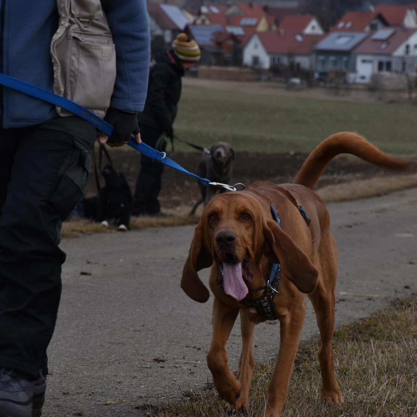 Bild von Lucky dem Mantrailer Rettungshund