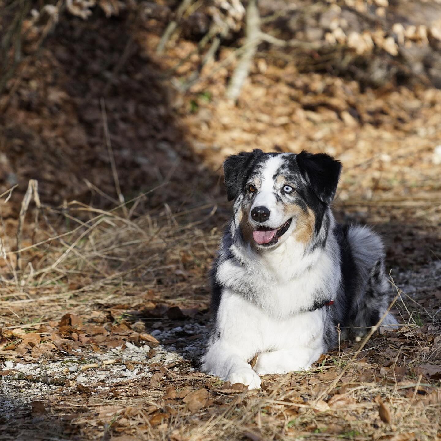 Rettungshund, Australian Shepherd Hündin Maya liegt im Wald