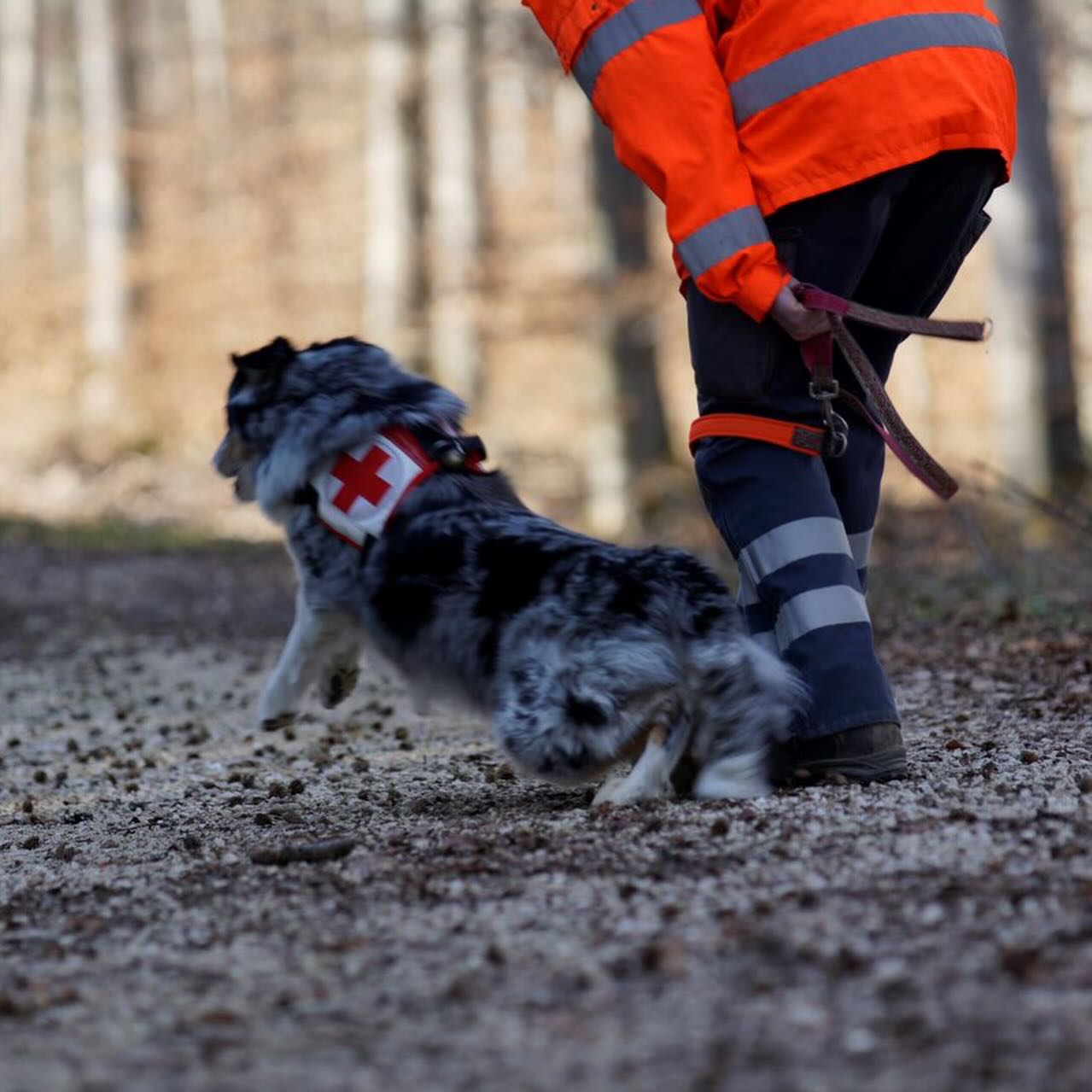 Rettungshund Maya beim Start in die Suche im Training