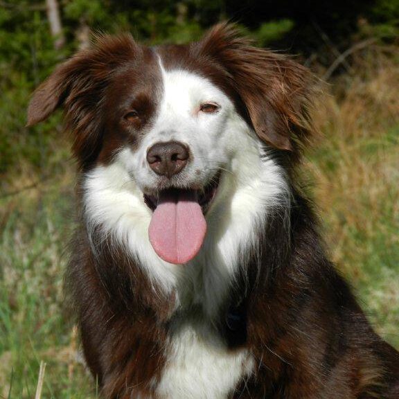 Australian Shepherd Face als Rettungshund