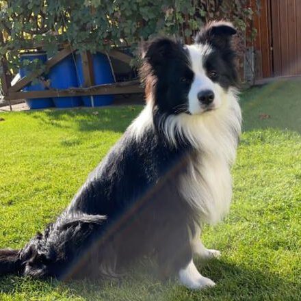 Border Collie Finnley als Rettungshund