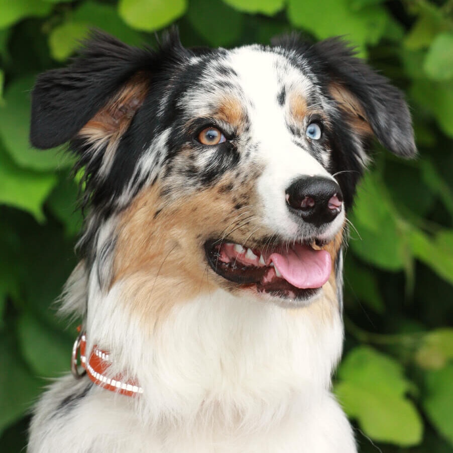 Maya, die Australian Shepherd Hündin als Rettungshund bei der Rettungshundestaffel