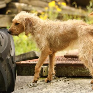 Cäther als Rettungshund bei der Suche nach Vermissten