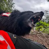 Henry Anzeige Rettungshund der zur Anzeige bellt im Wald bei der Ausbildung zur Suchhund