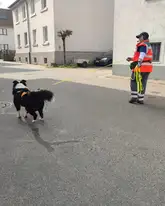 Rettungshund Border Collie als Mantrailer mit Hundeführer auf einer Straße zwischen gebäuden beim aufspüren einer Menschenspur