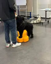 Hund übt auf Bone sein Körpergefühl