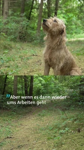 Cäthe beim Arbeiten Hund im Wald vor und während der Arbeit als Rettungshund