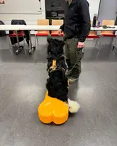 Rettungshund auf einem Bone zum Üben der Körpergefühls