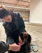 Hund beim anlegen eines Pfotenverbands