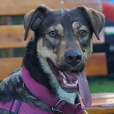 Emma Mischling Hund in Ausbildung zum Suchhund