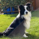 Finnley Border Collie Profilbild