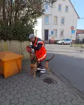 Hundeführer mit Bloodhound Mantrailer Hund beim Vorbereiten auf den Einsatz bei der Vorbereitung der Geruchs