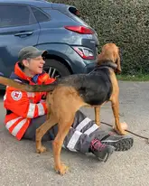 Bloodhound steht bei seinem DRK Rettungshundeführer