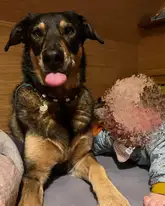 Rettungshund Gino als Junghund
