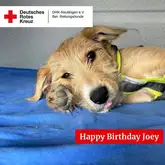 Happy Birthday Joey 2024 Hund liegt auf blauer Decke
