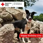 Happy Birthday Lina 2024 Hund steht auf einem Haufen großer Natursteine