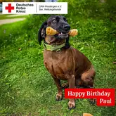 Happy Birthday Paul 2025 Hund mit Zergel im Maul sitzt in Wiese