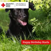 Happy Bithday Marla 2024 Hund sitzt in der Wiese