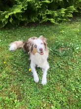Hollay Australian Shepherd in der Ausbildung zum Suchhund für die Vermisstensuche