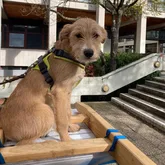Hund für die Vermisstensuche Profilbild