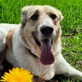 Larry Rettungshund liegend Profilbild