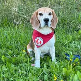 Therapiehundeteam beim Fotoshooting