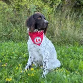 Therapiehund beim Fotoshooting