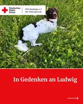 Hund in Wiese auf Titelbild
