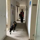 Mantrailerteam mit geprüftem Suchhund in einem Gebäude bei der Suche