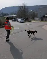 Rettungshund Marla mit Hundeführer beim Trailen auf einer Kreuzung