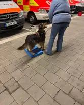 Rettungshund beim Targetüben in einer Fahrzeughalle