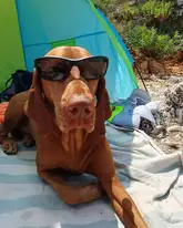 Hund mit Sonnenbrille liegt am Strand auf einem Handtuch
