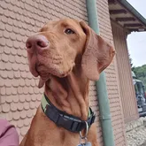 Nero Rettungshund Nero ausgebildet für die Vermisstensuche