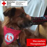Niki als Therapiehund Hund mit Therapiehundehalsband