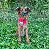 Niki Rettungshunde und Therapiehund Profilbild