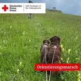 Orientierungsmarsch 2024 Zwei Hunde an der Leine laufen in der Wiese voraus