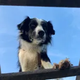 Palo Profilbild Hunde schaut von einer Leiter aus in ein Loch