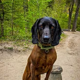 Paul Mantrail Hund zur Vermisstensuche